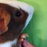 Nibsandpebs