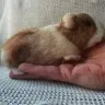 mrs plop