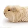 GuineapigQuerys