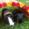NewCavyHan