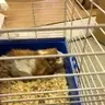 LilPeaches