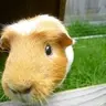 MiSs PiGgLeS <3
