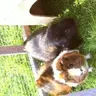 Nibbles&Marbles