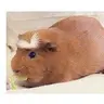 Fortheloveofpig