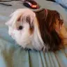 frankenwolf