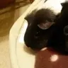 Plumpiggy