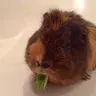 Nutmeg01