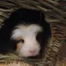 Piggy Persona