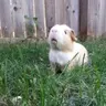 Plume's piggies