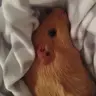 GinnyPiggy