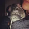 LiziBee