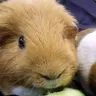 CocoaandMalibu