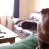 Suziebear59