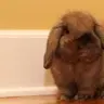 MyThreePiggies