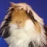 Sinful Cavys