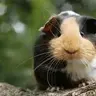 GunieaPigKraze