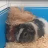 Piggymum