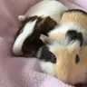 Oreo & Sunshine