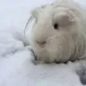 Practicalpets