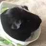 Oreo._.snickers