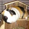 Piglet Keeper