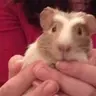 Pip-squeak