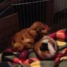 FluffyPigs