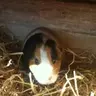 HappyPig29