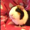 Flumpsy