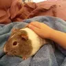 MellyPelly