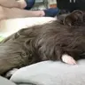 PicklePig