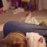 pigsinblankets