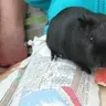 CavyLover28