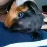 poncho<3