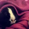 Squeak98