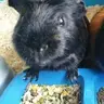 Anififi