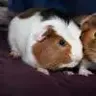 barneyboos