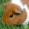 Peanut_The_Guinea_Pig