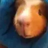 sbarker