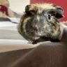 Piggylet