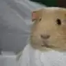Claireh
