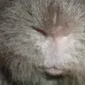 Hola