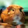 snickers the guinea pig