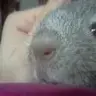 fluffyyogi