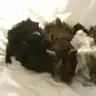 4littlepigs