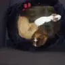 ErictheBee