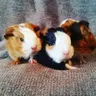 Zoes piggies