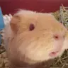 NoodlesRosemary