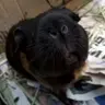 Ali P