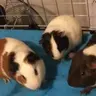piggieowner